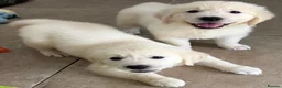 Golden Retriever dogs for sale: Lovely, confident playful puppies - Advert 22