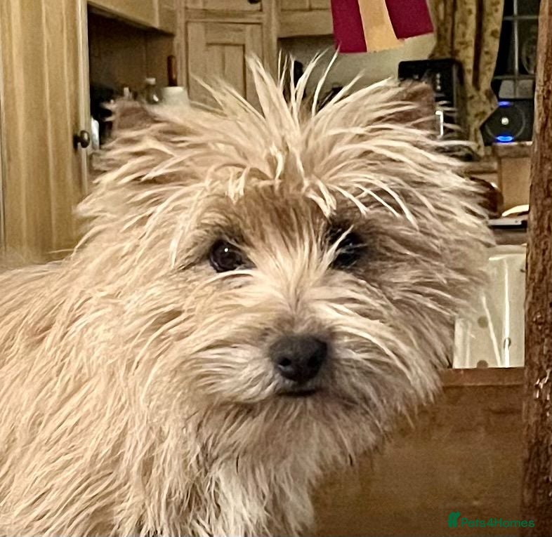 Cairn Terrier dogs Friendly,outgoing puppy - Advert 1
