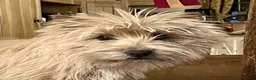 Cairn Terrier dogs for sale: Friendly,outgoing puppy - Advert 1