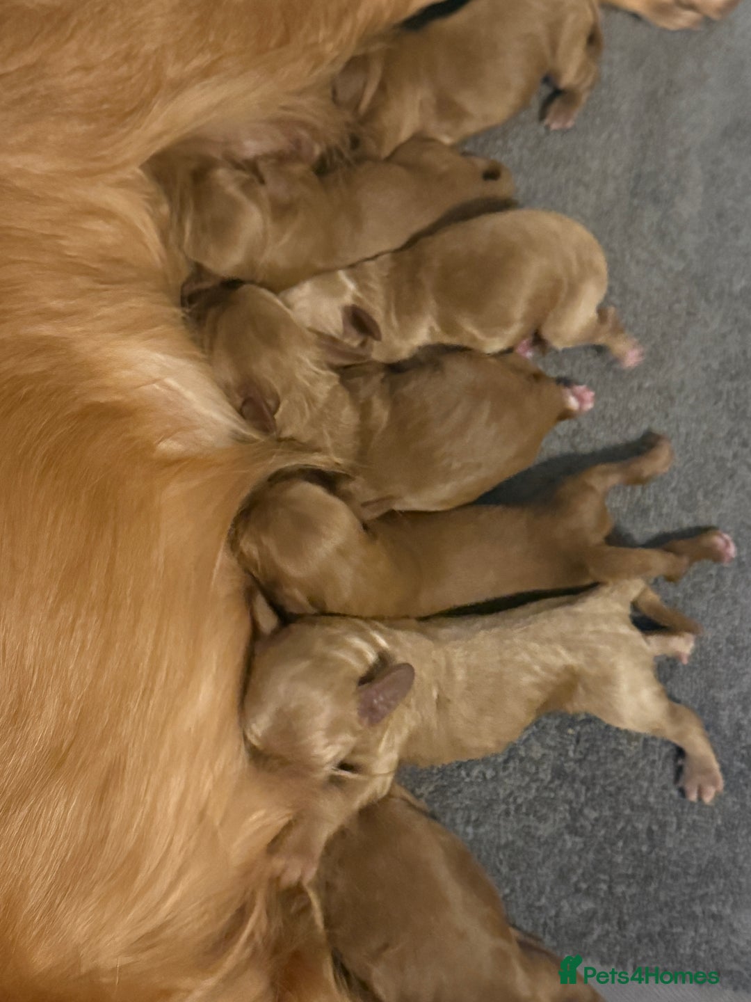 Cockapoo dogs for sale: Cockapoo F1 - Advert 19