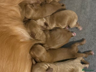 Cockapoo dogs Cockapoo F1 - Advert 4