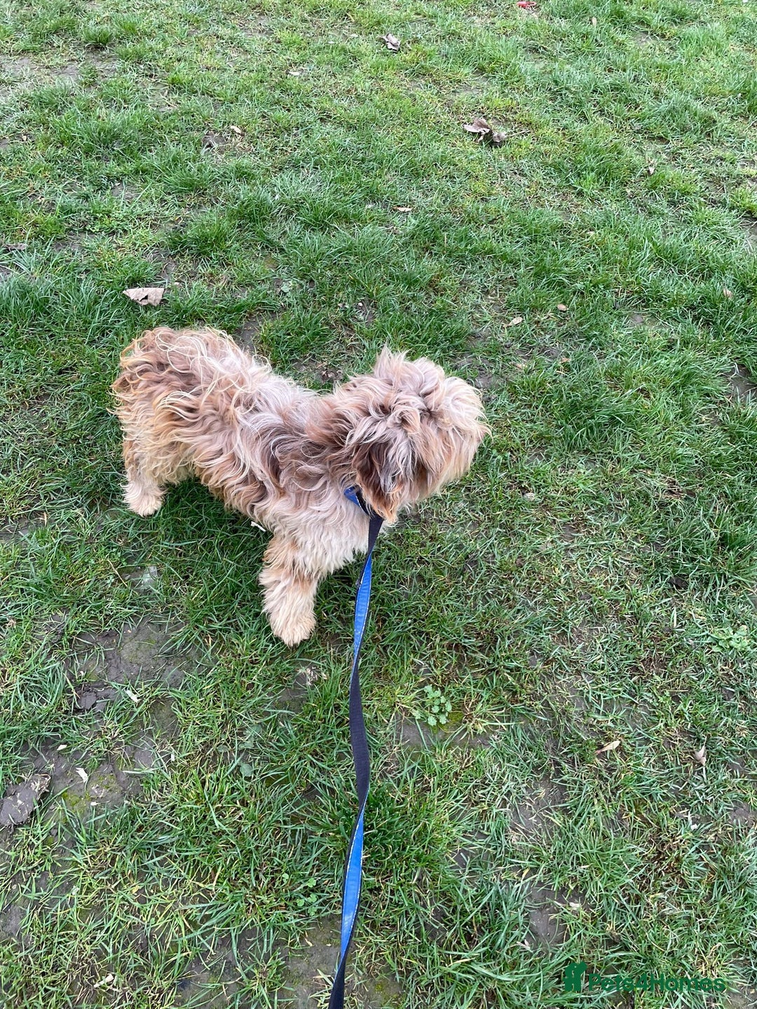 Cockapoo dogs for sale: Stunning F1b Cockapoo puppy’s  - Image 21