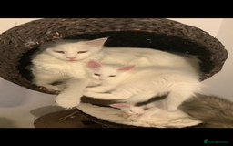 Maine Coon cats for sale: Beautiful Rare White Blue Eyed GCCF Maine Coons - Image 7