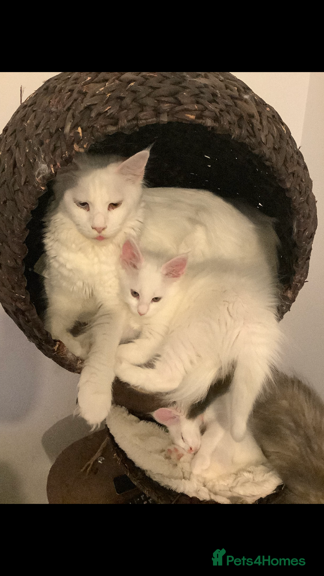 Maine Coon cats for sale: Beautiful Rare White Blue Eyed GCCF Maine Coons - Image 7