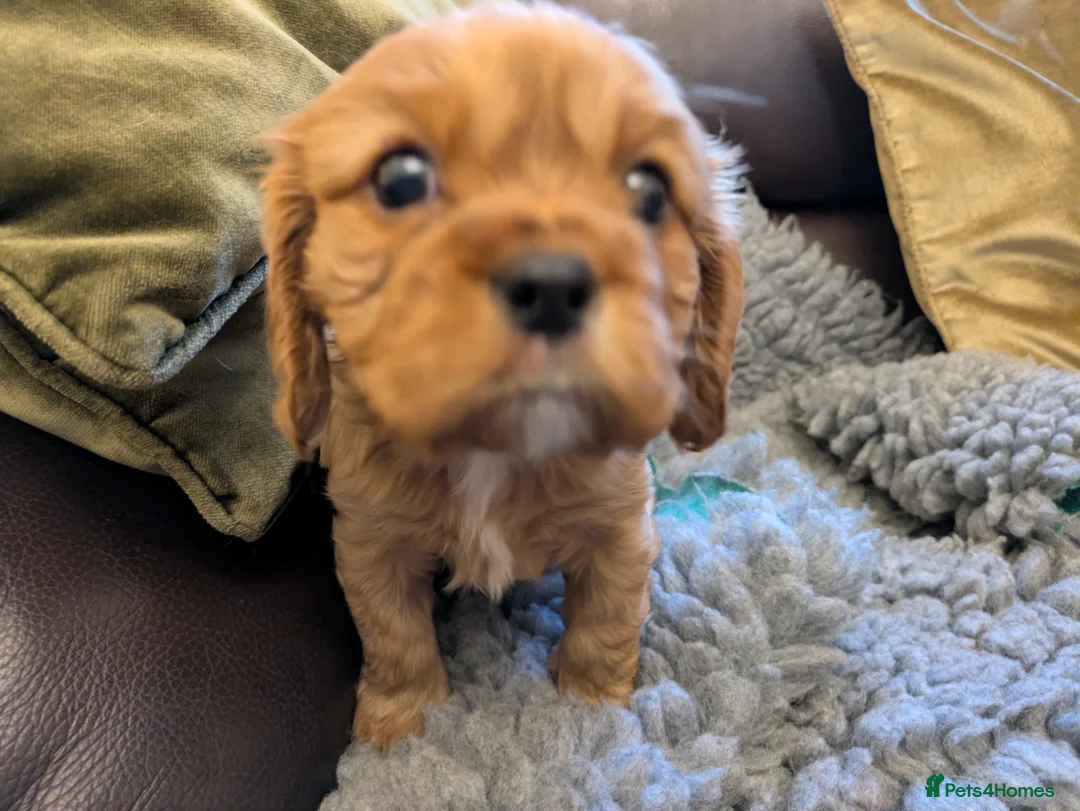 Cavalier King Charles Spaniel dogs for sale: KC Reg Cavalier King Charles pups in Milford Haven - Advert 1