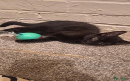 Bombay cats for sale: 3 black girl kitten - Image 4