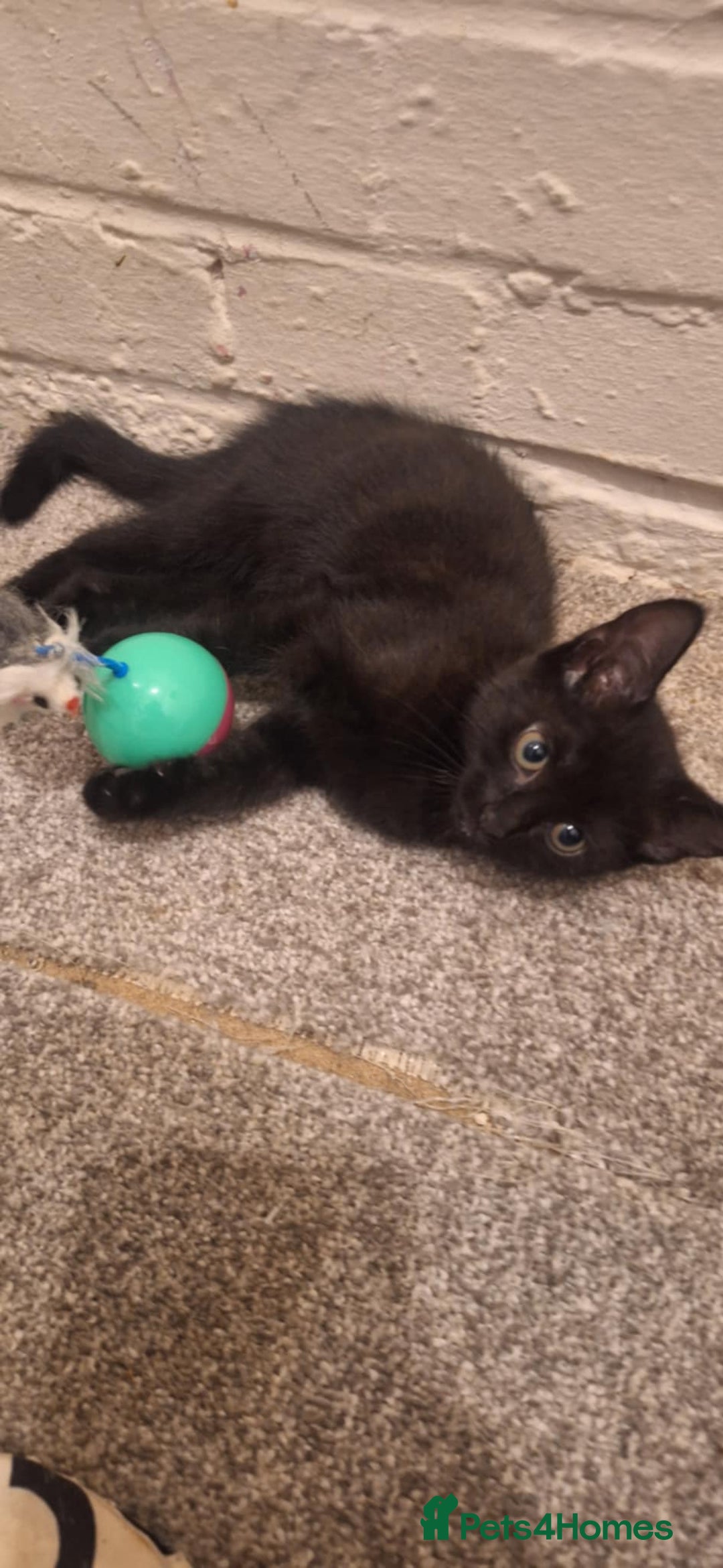 Bombay cats for sale: 3 black girl kitten - Image 4