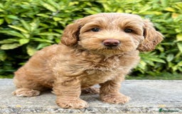 Australian Labradoodle dogs for stud: Proven extensively health tested gorgeous stud - Image 26