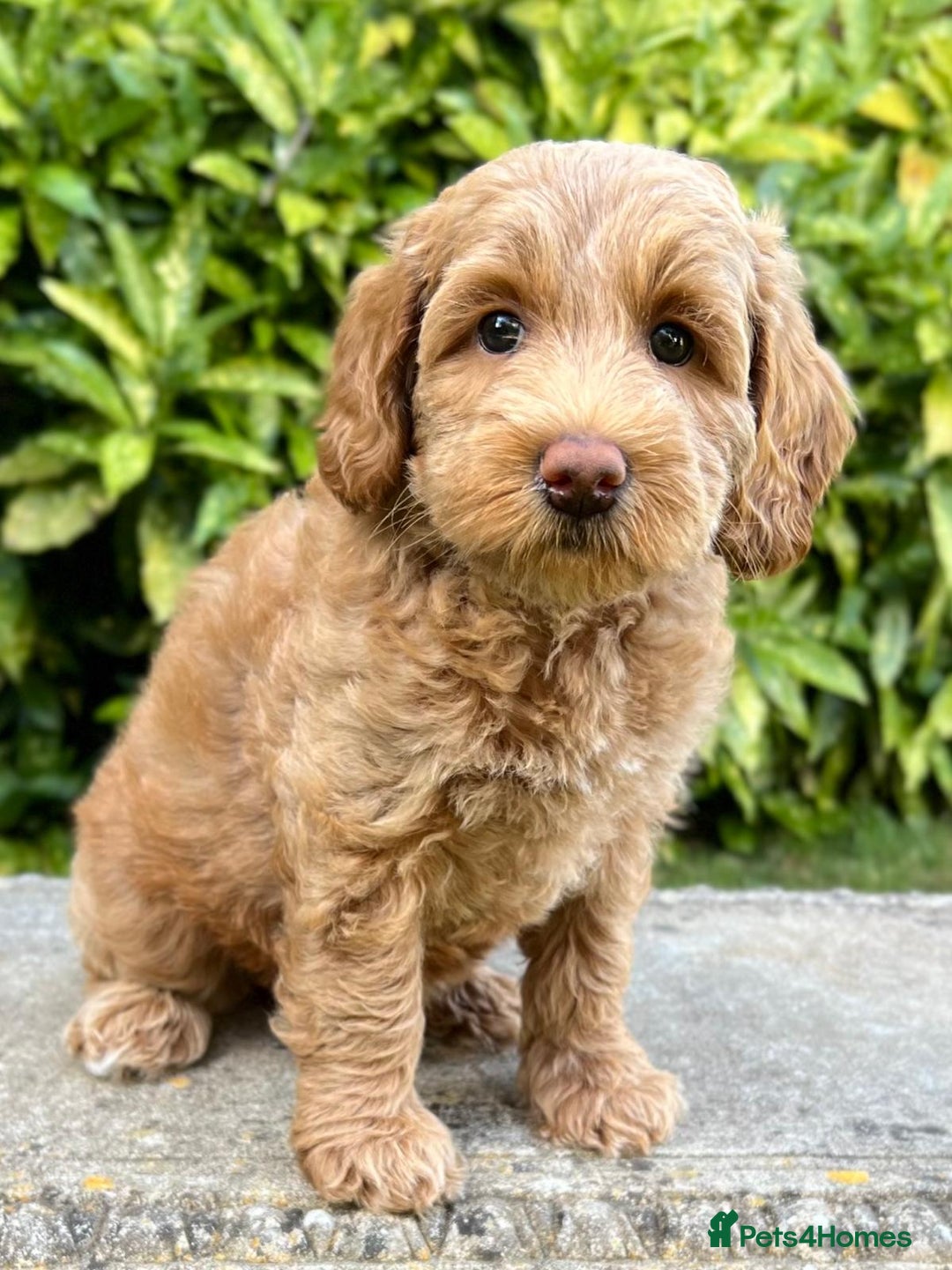 Australian Labradoodle dogs for stud: Proven extensively health tested gorgeous stud - Image 26