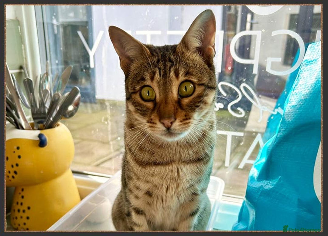 Savannah cats for sale: Beautiful F6 SBT Brown spotted Savannah Betty - Advert 6