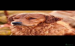 Golden Retriever dogs for sale: STUNNING Golden Retriever pups  - Image 2