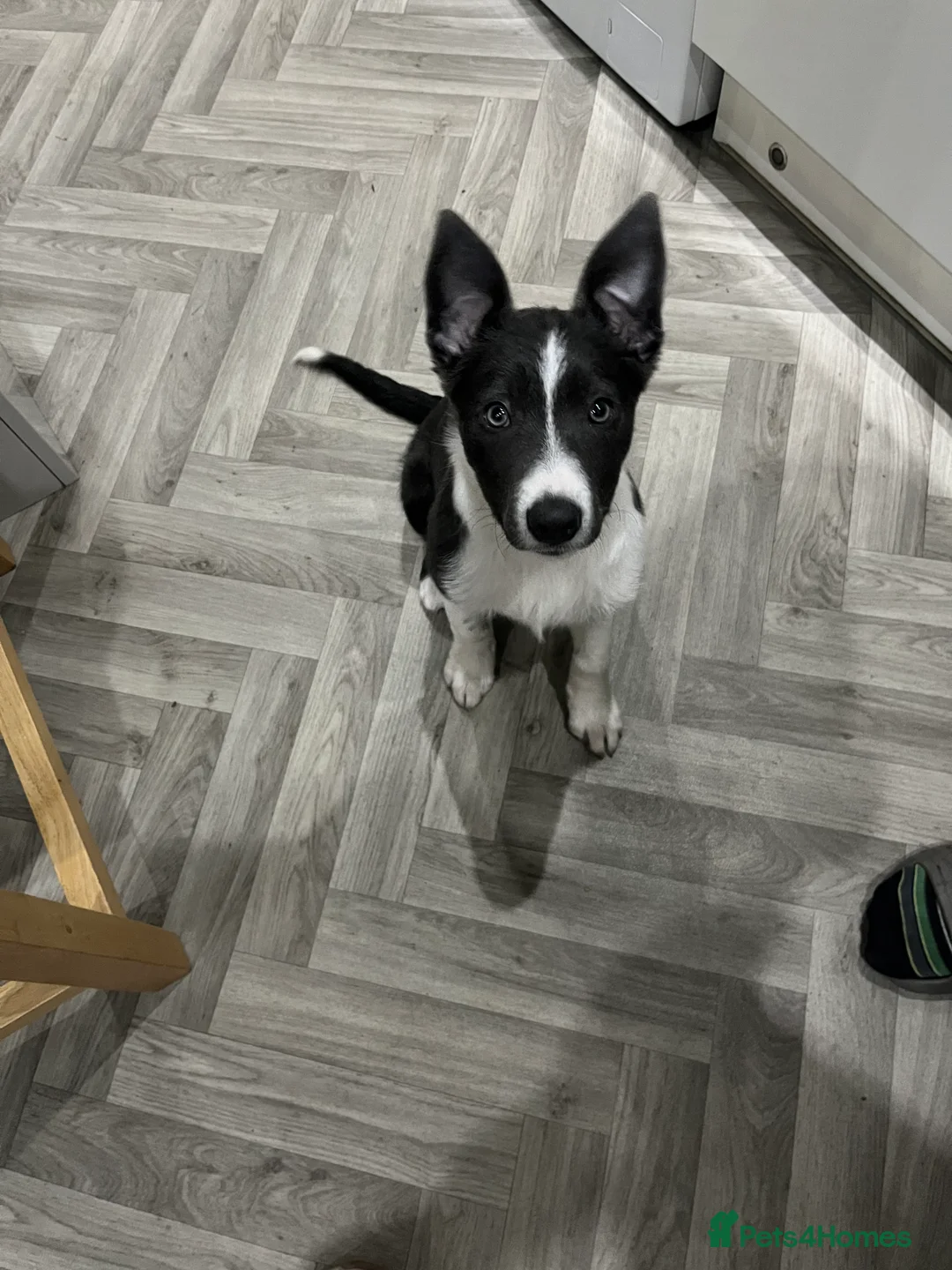 Border Collie dogs for sale: Blue Border collie - Advert 4