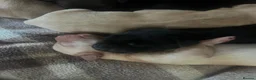 Labrador Retriever dogs for sale: 🔥 ❤️ Beautiful Labrador puppies 🔥❤️ - Advert 6