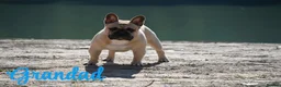 French Bulldog dogs for sale: 🏆Frenchbulldog pups🏆 - Advert 19