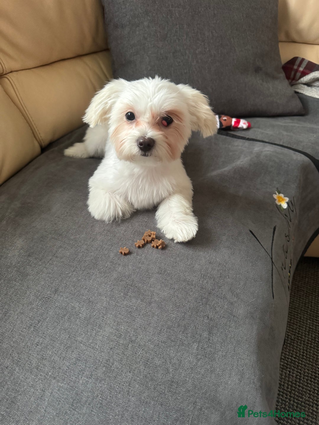 Bichon Frise dogs for sale: Sweet & Loving Bichon Frise Girl Looking for home  - Advert 7