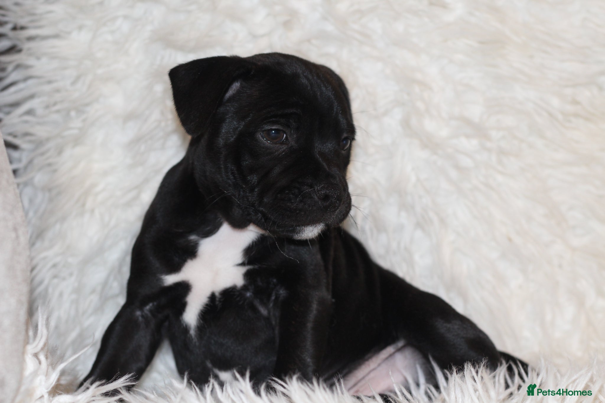 Staffordshire Bull Terrier dogs Extensively Health Tested KC S.B.T - Advert 6