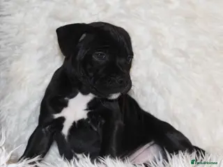 Staffordshire Bull Terrier dogs Extensively Health Tested KC S.B.T - Advert 6