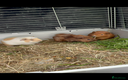Guinea Pig rodents for sale: Male guinea pigs X3 NEED REHOMING ASAP  - Image 5