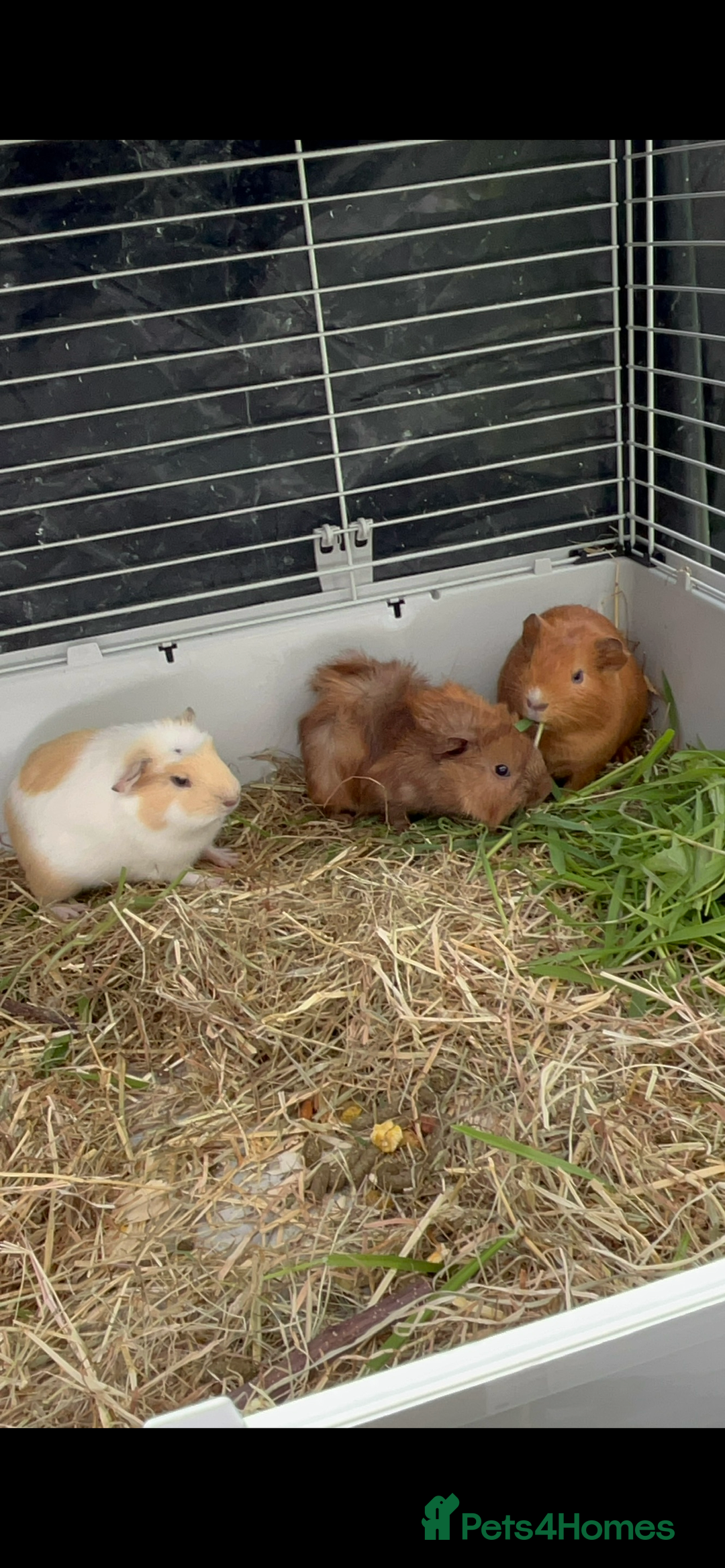 Guinea Pig rodents for sale: Male guinea pigs X3 NEED REHOMING ASAP  - Image 5