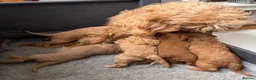 Cockapoo dogs for sale: Show quality litter of F2 cockerpoos 🌈 - Advert 5