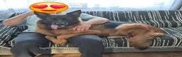German Shepherd dogs for sale: Stunning GSD Puppies – KC Registered –  DM Clear - Advert 17