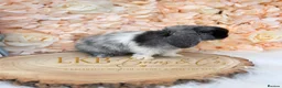 Mini Lop rabbits for sale: 🌟 PEDIGREE MINI LOPS 🌟 - Advert 6