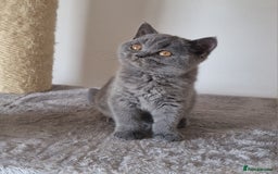 British Shorthair cats for sale: Tica Registered Blue British Shorthair kittens - Image 10