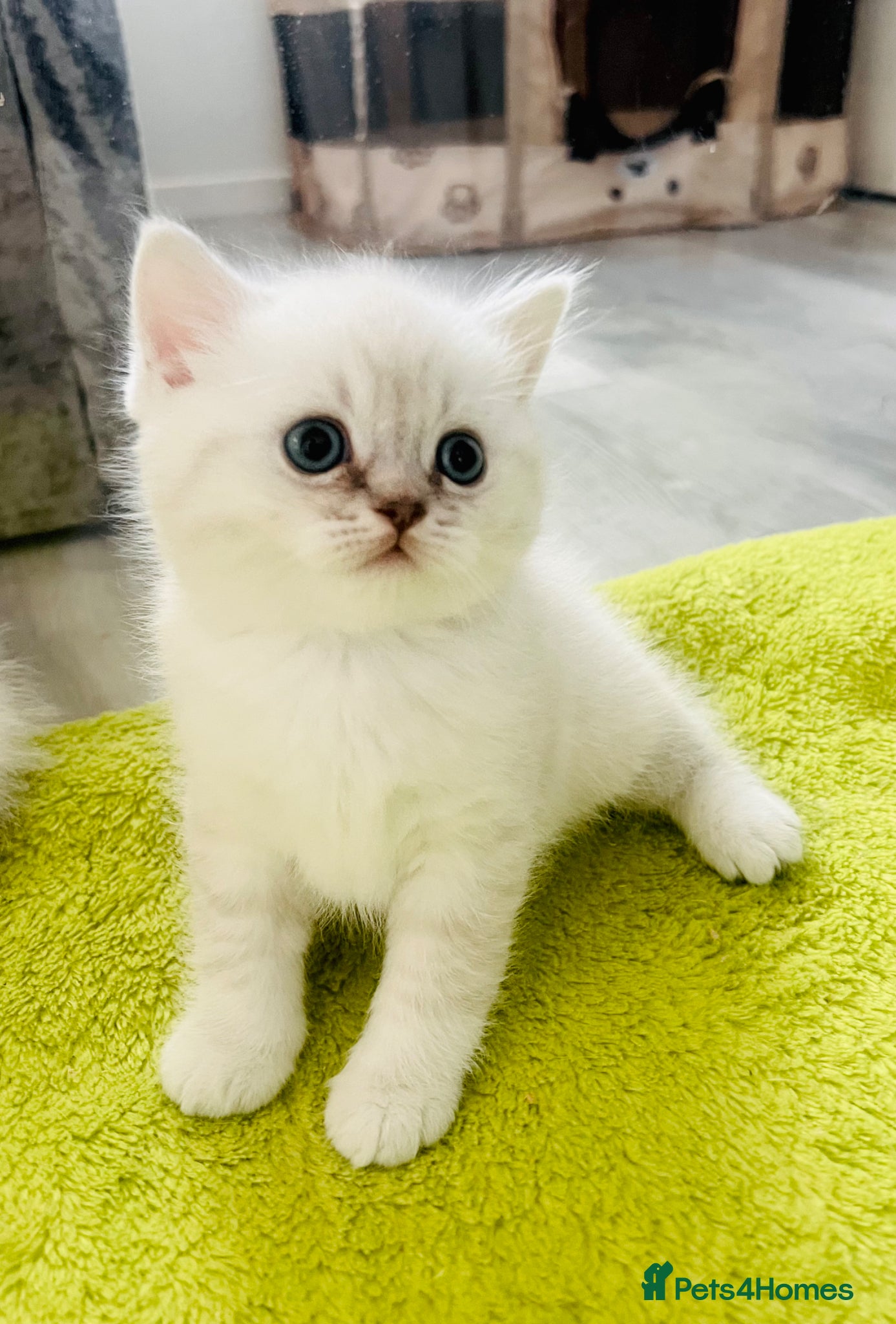 Scottish Fold cats Scottish fold and straight kittens - Advert 18