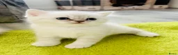 Scottish Fold cats for sale: Scottish fold and straight kittens - Advert 3