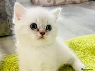 Scottish Fold cats Scottish fold and straight kittens - Advert 18