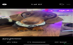 Miniature Dachshund dogs for sale:  ***SOLD*** Minitute datchund  - Image 16