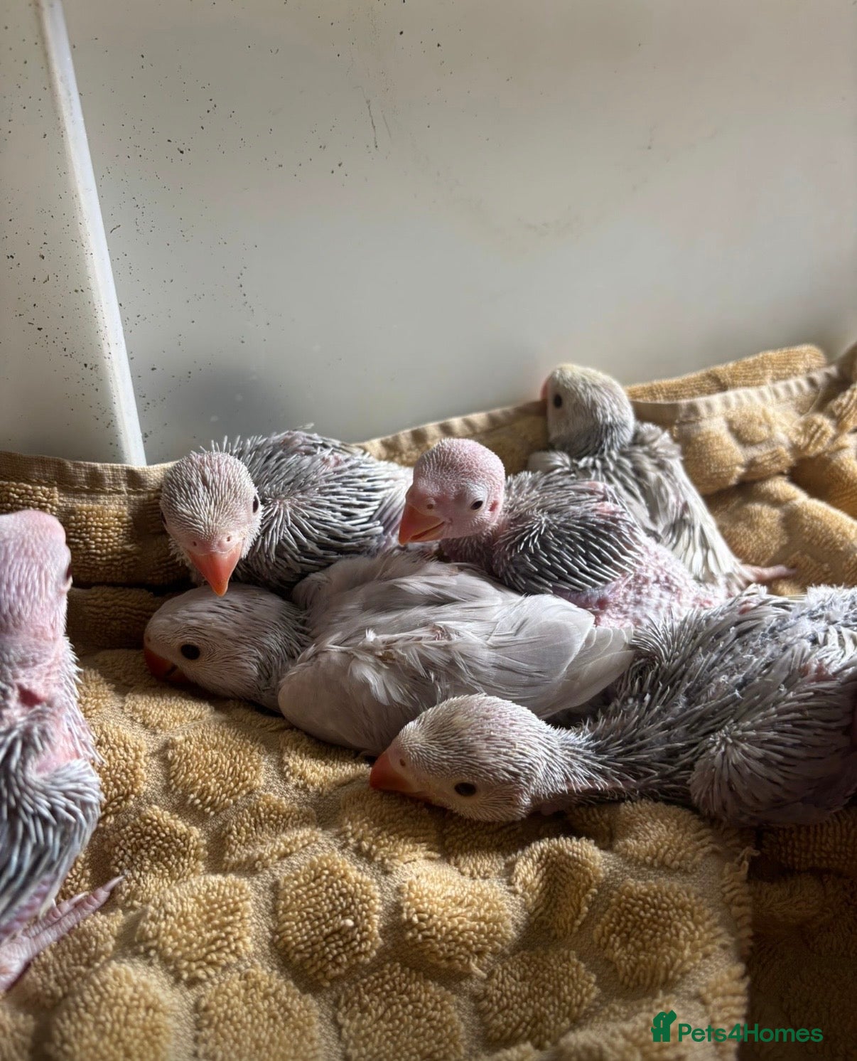 Ringnecks birds Hand reared Baby Ringneck’s  - Advert 1