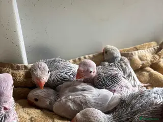 Ringnecks birds Hand reared Baby Ringneck’s - Advert 1