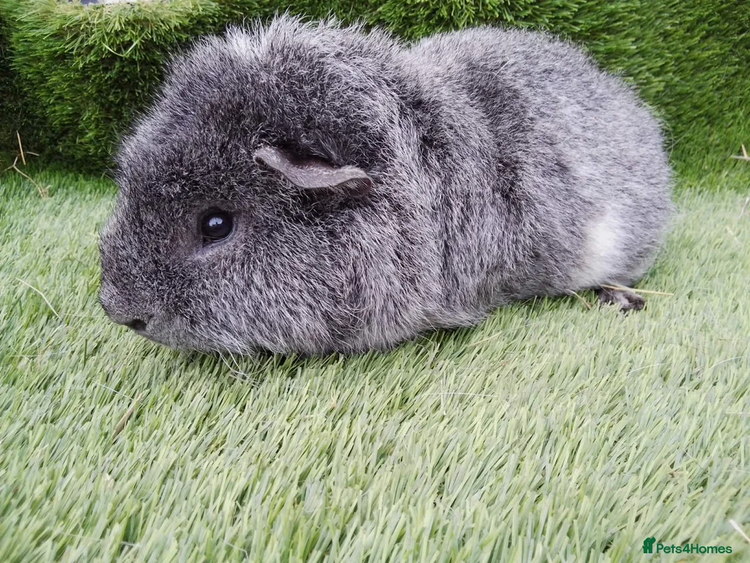 Guinea Pig rodents for sale: Male guinea pigs  - Advert 5