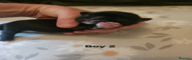 Boy 2 
