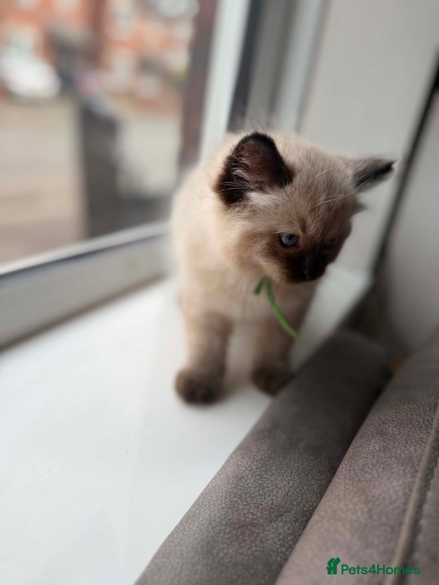 Ragdoll cats for sale: READY NOW RAGDOLL KITTENS  - Advert 2