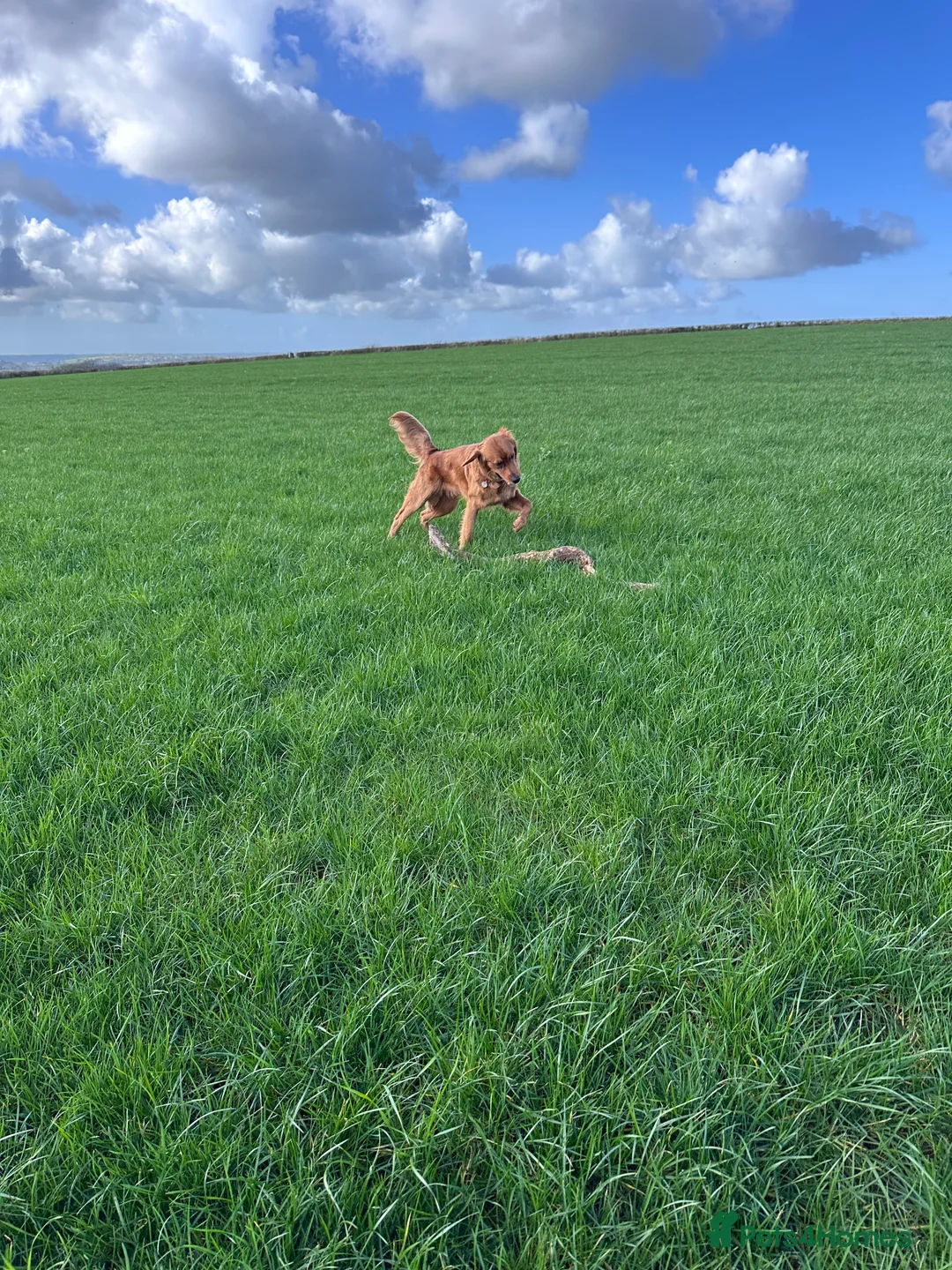 Golden Retriever dogs for sale: Beautiful boy in need of a new home  - Advert 2