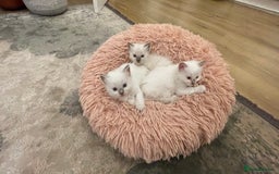 Ragdoll cats for sale: Rag doll kittens  - Image 16