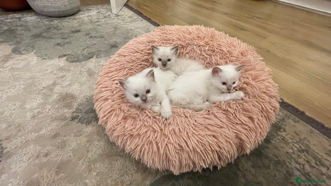 Ragdoll cats for sale: Rag doll kittens  - Image 16