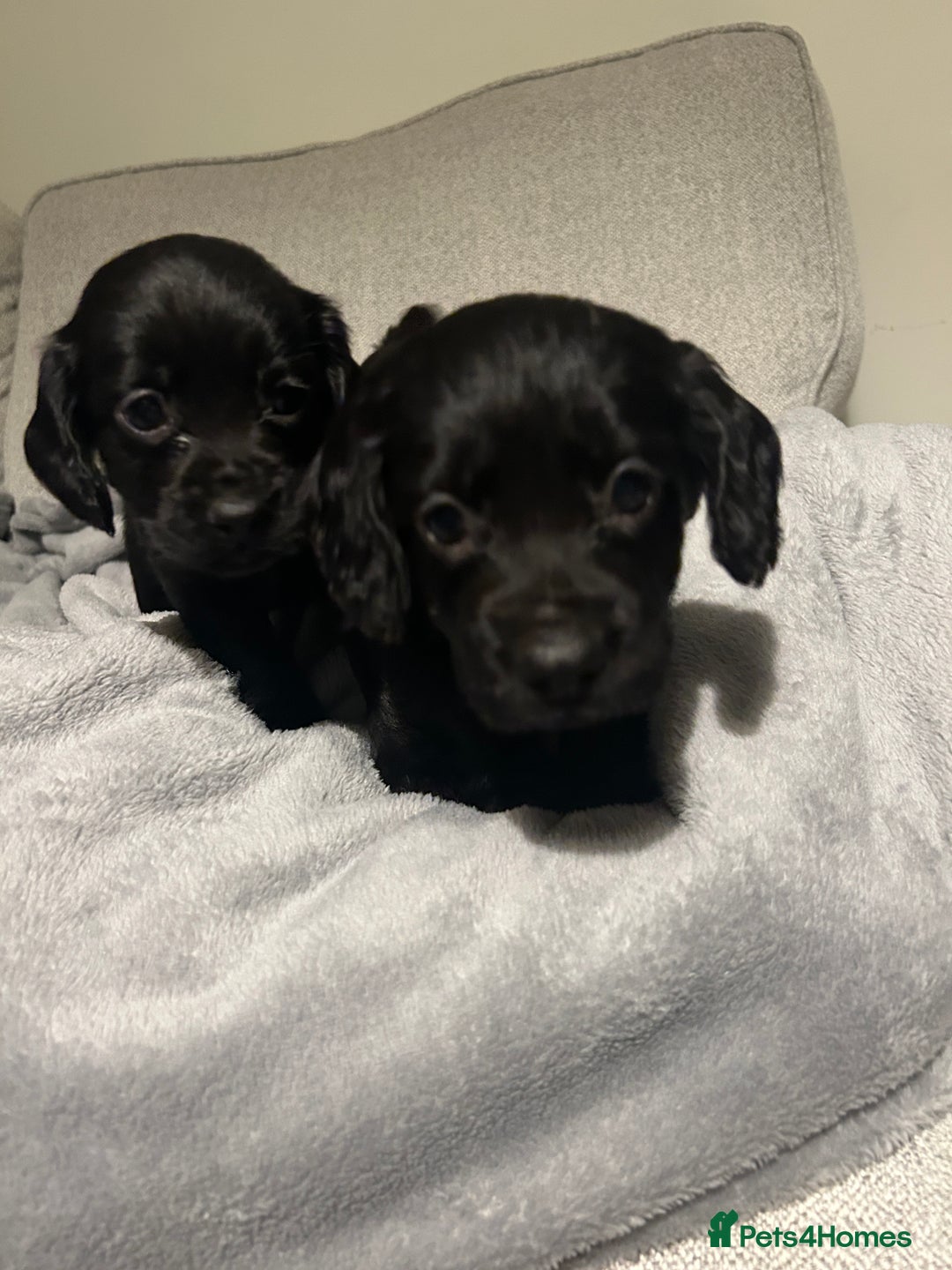 Cocker Spaniel dogs for sale: KC Registered Black Cocker Spaniels - Advert 5