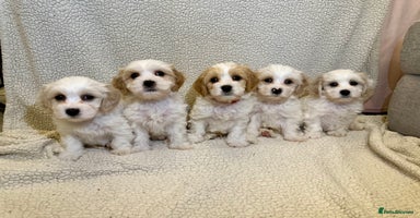 Cavachon dogs - Advert 2