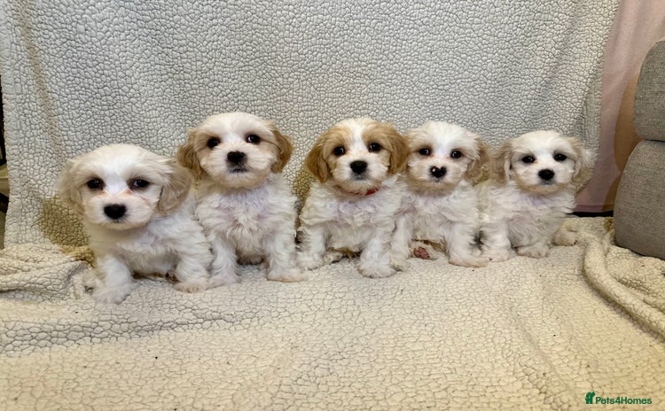 Cavachon dogs - Advert 1