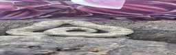 Snake reptiles for sale: Western hognose babies mixed sexes & morphs £160ea - Advert 18
