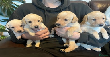 Labrador Retriever dogs - Advert 1
