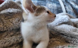 Mixed Breed cats for sale: 4 beautiful little kittens  - Image 10