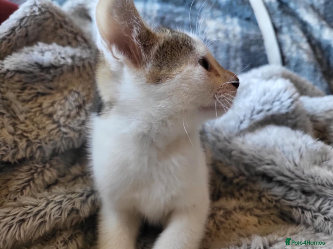 Mixed Breed cats for sale: 4 beautiful little kittens  - Image 10