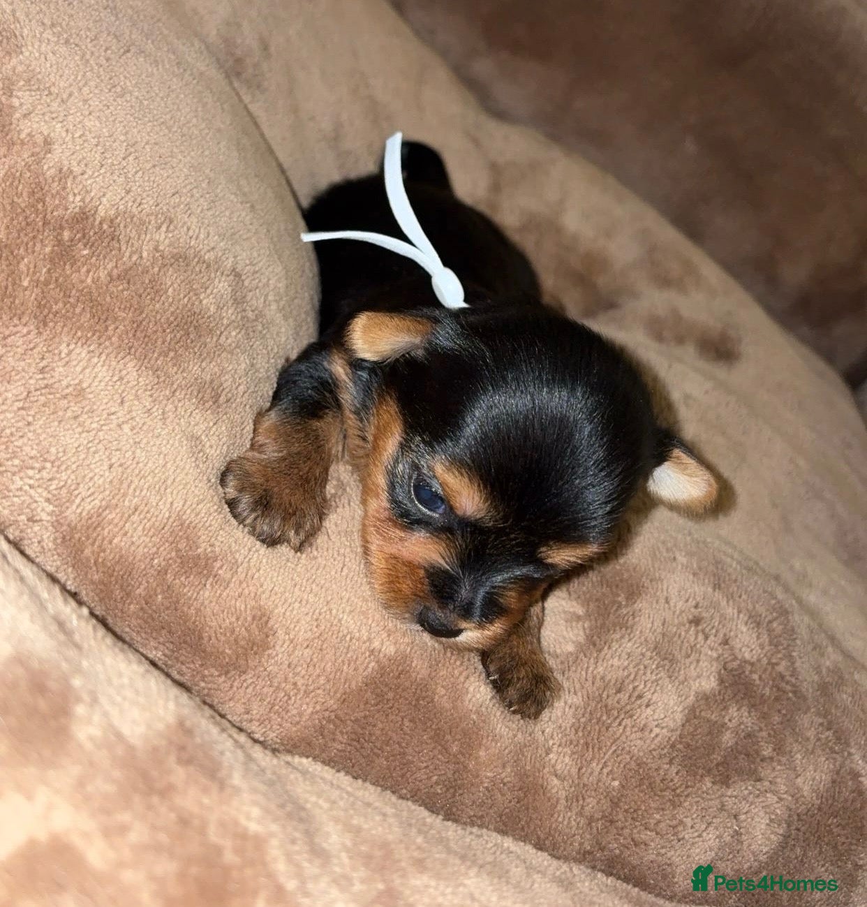 Yorkshire Terrier dogs for sale: Yorkshire terrier puppy’s  - Advert 14