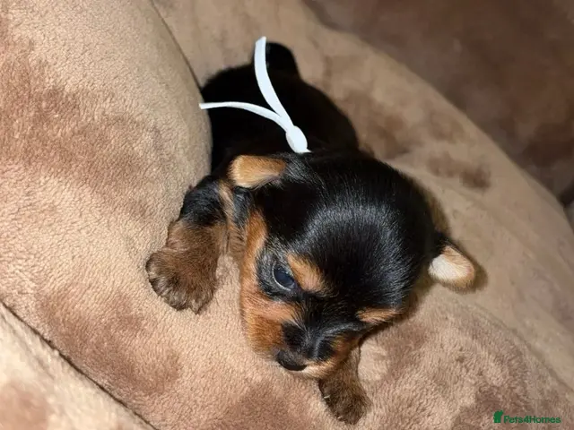 Yorkshire Terrier dogs for sale: Yorkshire terrier puppy’s - Advert 14