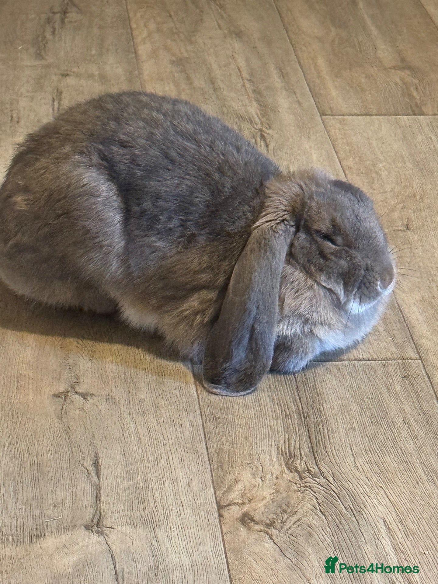 French Lop rabbits Female French lop for adoption  - Advert 3