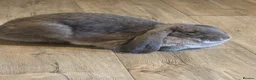 French Lop rabbits for sale: Female French lop for adoption  in Swansea - Advert 1